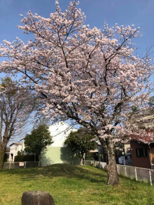 桜満開　今日はエープリルフールって事で