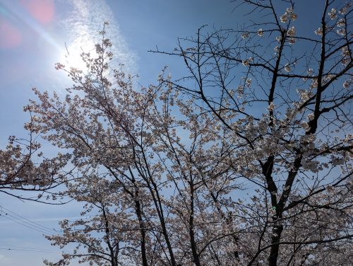 毎年恒例のお花見