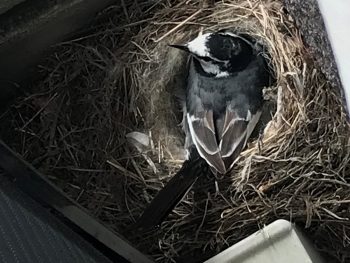 鳥たちの成長