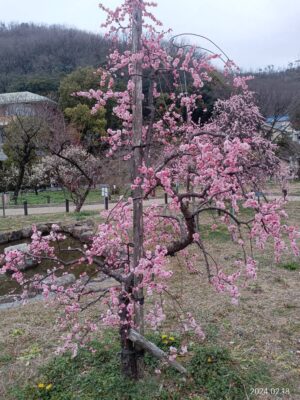 お花見