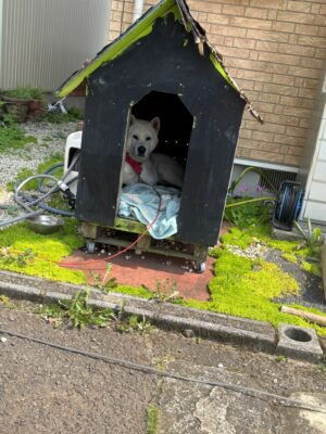 やっぱり犬は可愛くて仕方ないです🐕