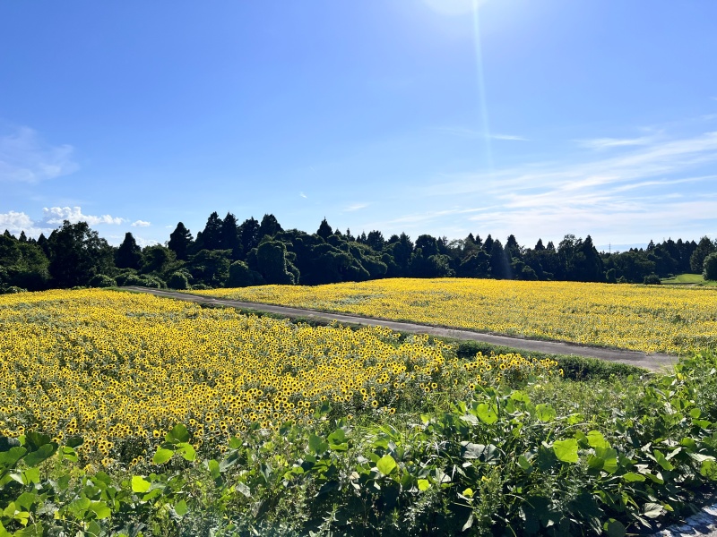 高原で避暑