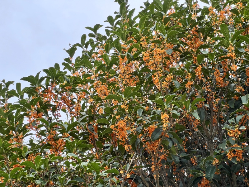 金木犀の香りがもたらす驚きの効果とは？〜暮らしを彩る「香り」と「安心」〜