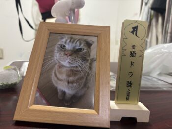 【酒井家の猫ブログ】大切な家族、ドラとのお別れ