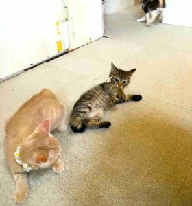 こねこがいっぱい